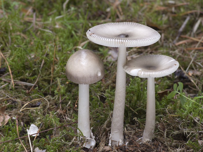 Amanita vaginata